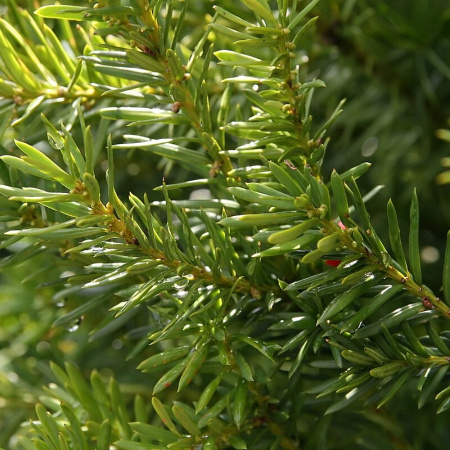 Тис средний Хикси (лат. Taxus media Hicksii), семена