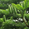 Пихта белая, или Пихта белая европейская (лат. Abies alba), семена