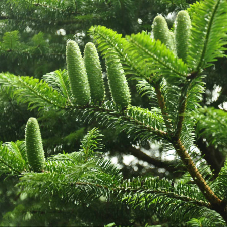 Пихта белая, или Пихта белая европейская (лат. Abies alba), семена