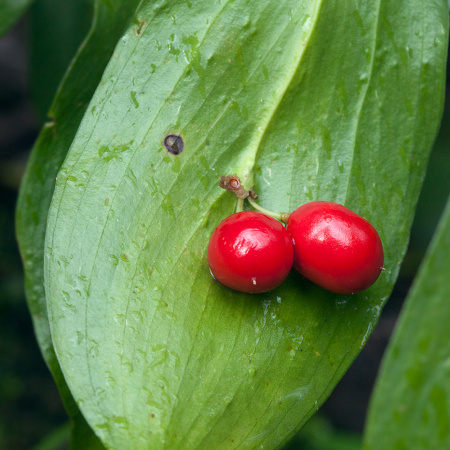 Иглица колхидская 'Pont' (лат. Ruscus cоlchicus 'Pont'), семена