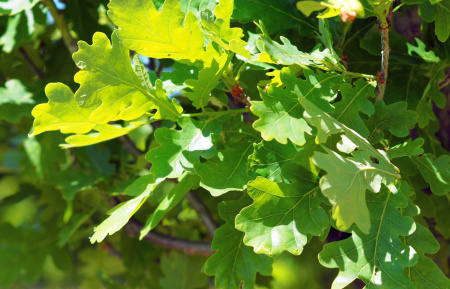 Дуб черешчатый (лат. Quercus robur), саженец, 1 шт