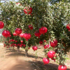 Гранат обыкновенный (лат. Punica granatum), семена