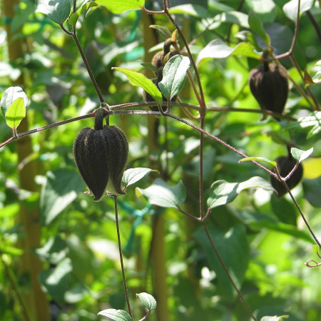 Клематис бурый (лат. Clematis fusca), семена
