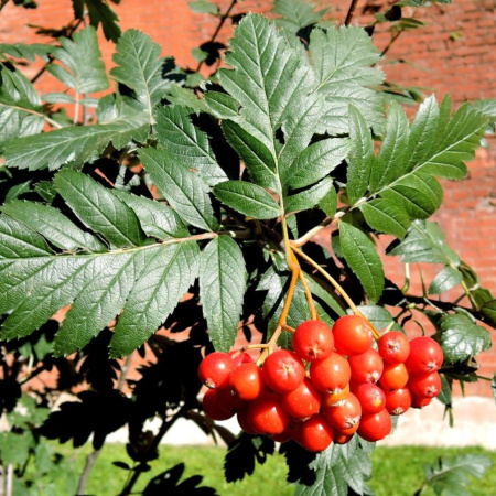 Рябина дуболистная (лат. Sorbus thuringiaca), семена