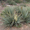 Юкка сизая (лат. Yucca glauca), семена 0,2 грамма