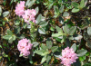 Рододендрон Адамса, или Саган Дали (лат. Rhododendron adamsii), семена 0,02 грамма