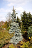 Ель колючая Хупси (лат. Picea pungens Hoopsii), семена