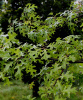 Дуб шарлаховый (лат. Quercus coccinea) 10 штук, семена