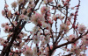 Абрикос маньчжурский "Челябинский ранний" (лат. Prunus mandschurica "Челябинский ранний"), семена