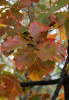 Дуб зубчатый (лат. Quercus dentata) 10 шт, семена