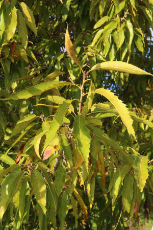 Дуб острейший (лат. Quercus acutissima) 10 шт, семена 