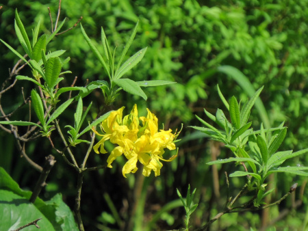 Рододендрон жёлтый (лат. Rhododendron luteum), семена 0,2 грамма
