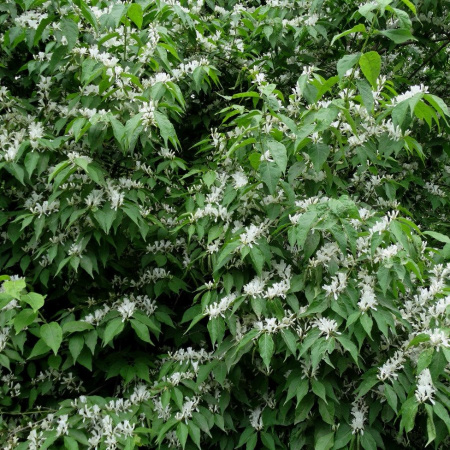 Жимолость Маака (лат. Lonicera maackii), семена