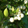Мирт обыкновенный Белоплодный (Myrtus communis var. leucocarpa), семена