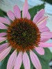 Эхинацея пурпурная (лат. Echinacea purpurea), семена 100 шт