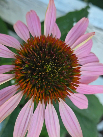 Эхинацея пурпурная (лат. Echinacea purpurea), семена 100 шт