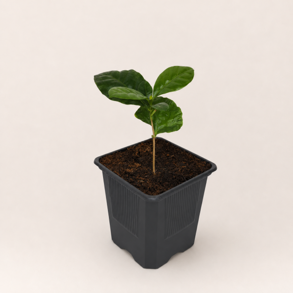 Кофе аравийский (лат. Coffea arabica), саженец, 1 шт