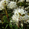 Рододендрон войлочный, или болотный (лат. Rhododendron tomentosum), семена 0,05 грамм