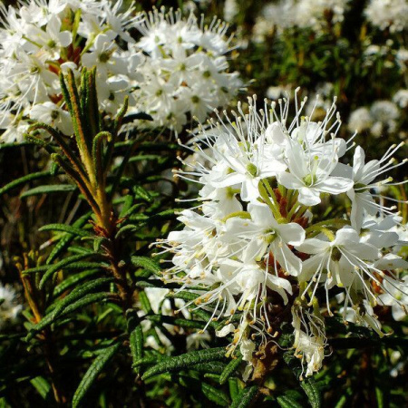 Рододендрон войлочный, или болотный (лат. Rhododendron tomentosum), семена 0,05 грамм