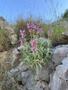 Шалфей лекарственный (лат. Salvia officinalis), 100 шт