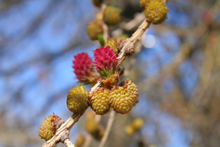Лиственница Сукачева (лат. Larix sukaczewii Ledeb), семена