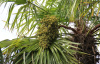 Пальма Трахикарпус (лат. Trachycarpus), семена