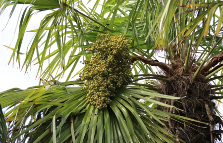 Пальма Трахикарпус (лат. Trachycarpus), семена