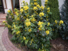 Магония Биля (лат. Mahonia bealei), семена