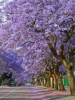 Жакаранда мимозолистная "Фиалковое дерево" (лат. Jacaranda mimosifolia), семена