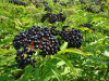 Бузина травянистая (лат. Sambucus ebulus), в ягодах