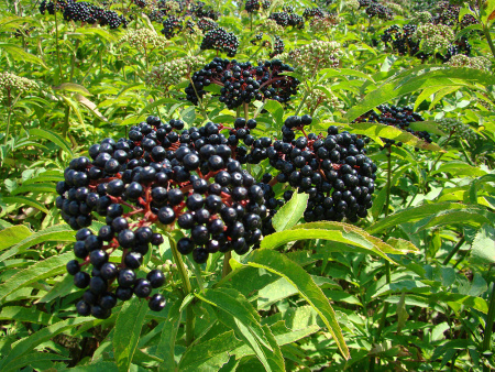 Бузина травянистая (лат. Sambucus ebulus), в ягодах