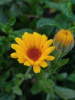 Календула лекарственная многолетняя (лат. Calendula officinalis), семена 50 шт