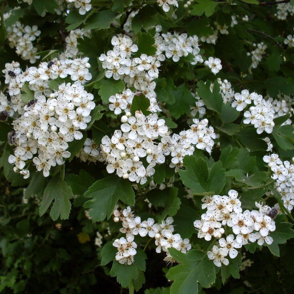 Боярышник микс: Арнольда, крупноплодный, сибирский (лат. Crataegus mix), семена