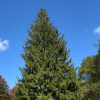 Ель обыкновенная, или Ель европейская (лат. Picea abies), семена 