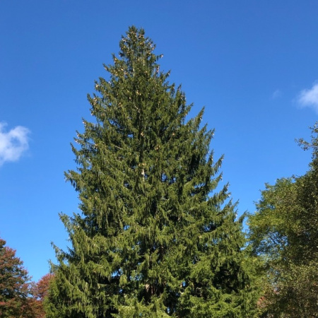 Ель обыкновенная, или Ель европейская (лат. Picea abies), семена 