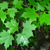 Клен сахарный (лат. Acer saccharum), семена