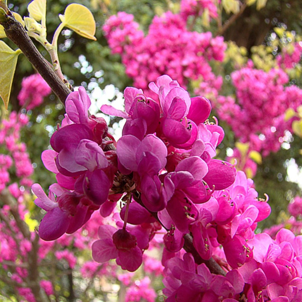Багрянник китайский (лат. Cercis chinensis), семена