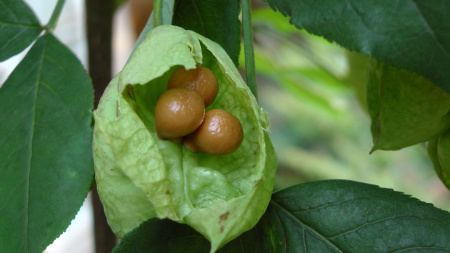 Клекачка колхидская, или Джонджоли Арго (лат. Staphylea colchica "Арго"), семена