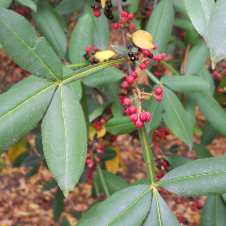 Зантоксилум плоскоиглый, или желтодревесник (лат. Zanthoxylum alatum var. Planispinum), семена