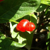 Жимолость альпийская (лат. Lonicera alpigena L.), семена