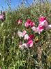 Горошек душистый, микс цветов (лат. Lathyrus odoratus), семена 25 шт