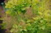 Скумпия кожевенная Голден Спирит (Cotinus coggygria 'Golden Spirit'), семена