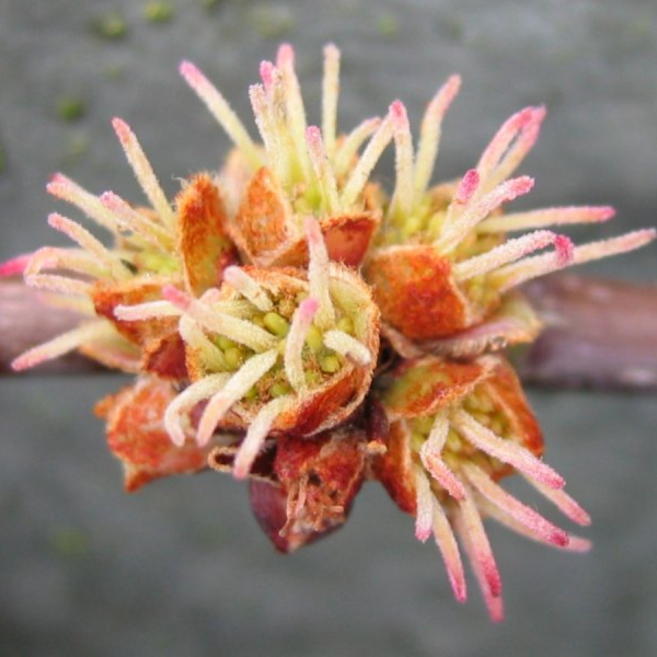 Клен серебристый или сахаристый (лат. Acer saccharinum), семена