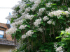 Катальпа бигнониевидная "Слоновая кость" (лат. Catalpa bignonioides "Слоновая кость"), семена