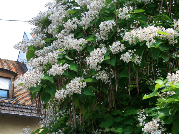 Катальпа бигнониевидная "Слоновая кость" (лат. Catalpa bignonioides "Слоновая кость"), семена