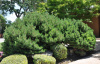 Сосна горная (лат. Pinus mugo), семена