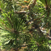 Сосна скрученная широкохвойная (Pinus contorta var. Latifolia), семена