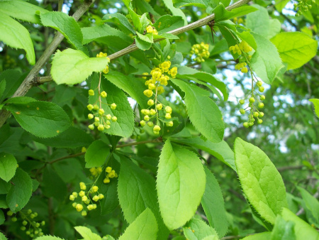 Барбарис амурский (лат. Berberis amurensis), семена