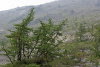 Лиственница Сукачева (лат. Larix sukaczewii Ledeb), семена