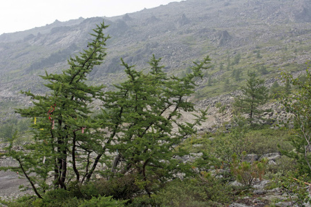 Лиственница Сукачева (лат. Larix sukaczewii Ledeb), семена